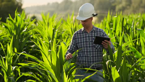 Landwirt-Kultiviert-Mit-Digitalem-Tablet-Computer-Maisplantage-Im-Hintergrund.-Moderne-Technologieanwendung-Im-Landwirtschaftlichen-Anbauaktivitätskonzept
